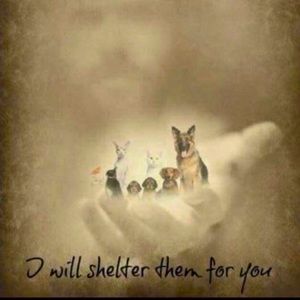 You will see your furry friends again 🙏🌈🌻🫶😻